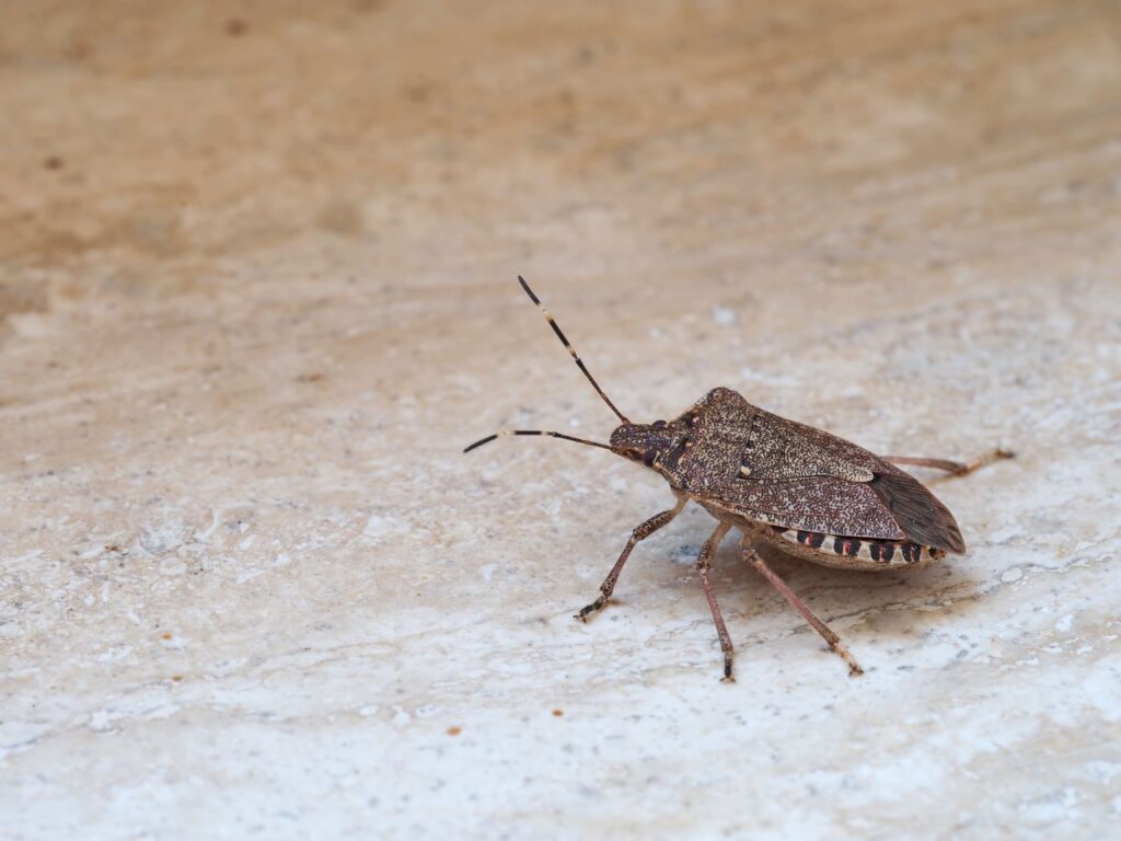 Especially Insect Worn Pest Library - Cunningham Pest Control