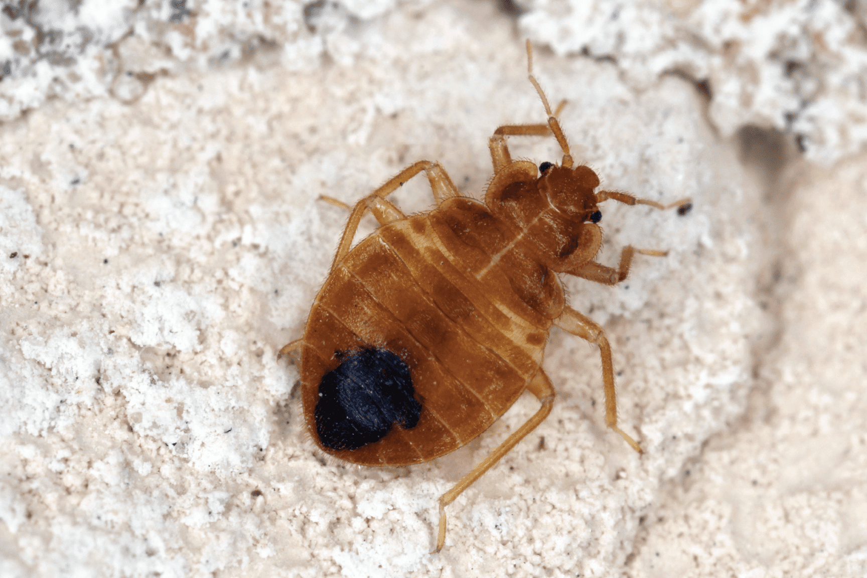 Kings Pest Control Cincinnati Ohio