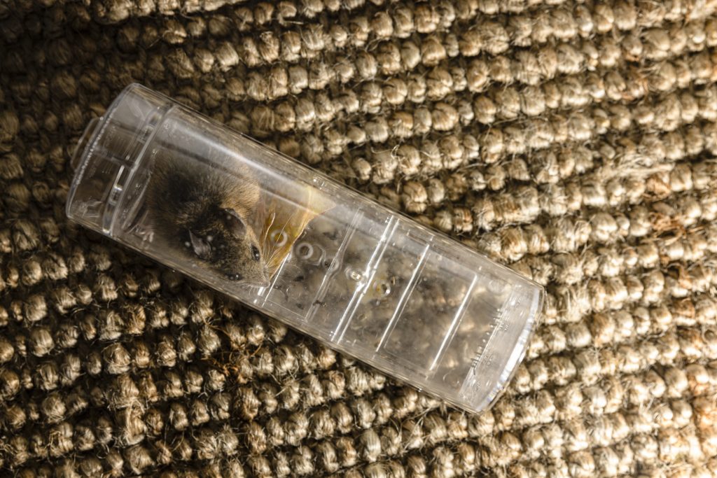 Mouse Removal Companies in Media, PA