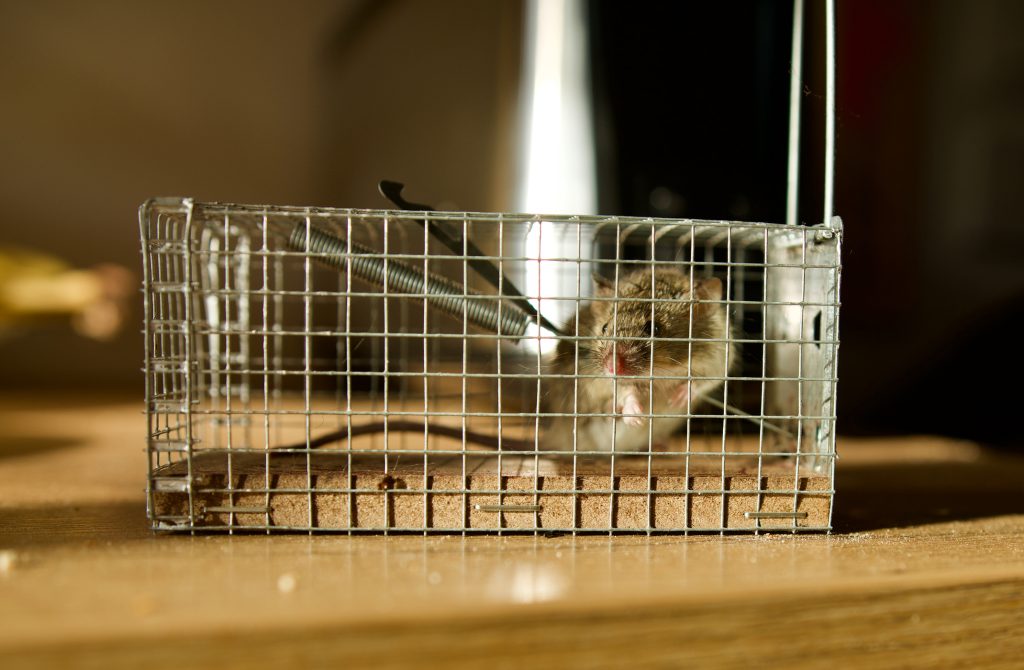 Mice Removal in Merion, PA