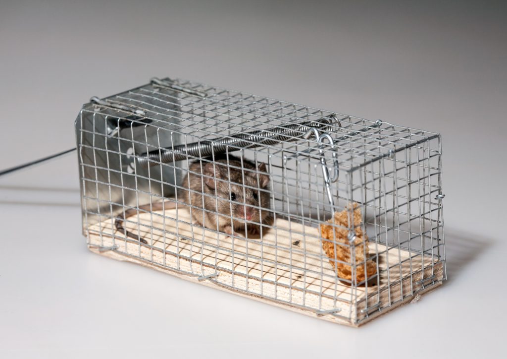 Mouse Removal Companies in Haverford, PA