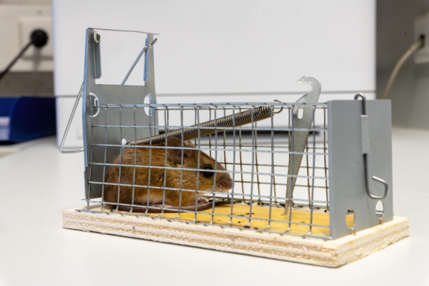 Mouse Removal Companies in Newtown Square, PA 2